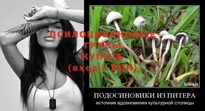 как найти закладки  мориарти клад  Галлюциногенные грибы Psilocybe  Балахна 